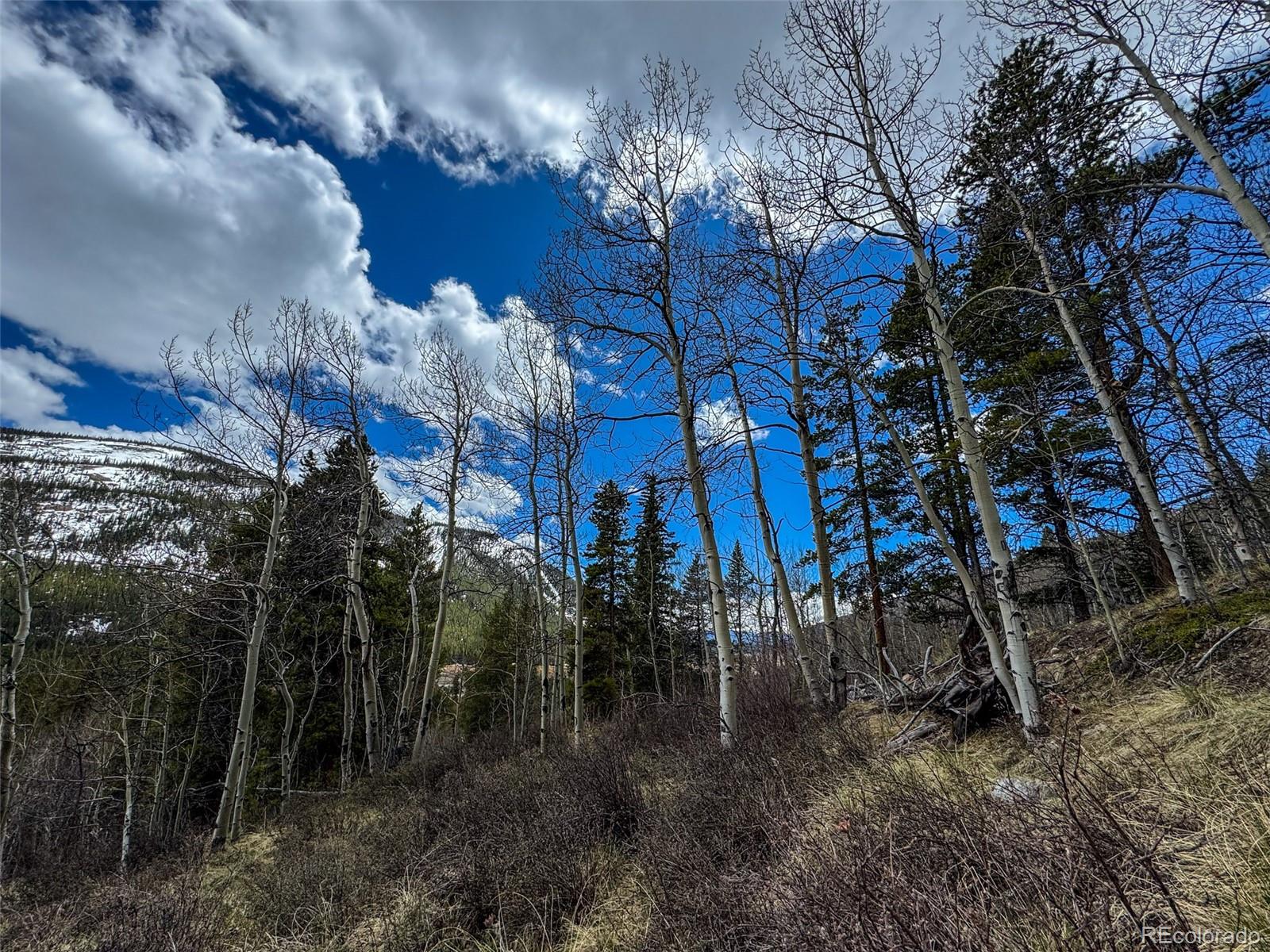 Buckeye Gulch Road Leadville CO 80461
