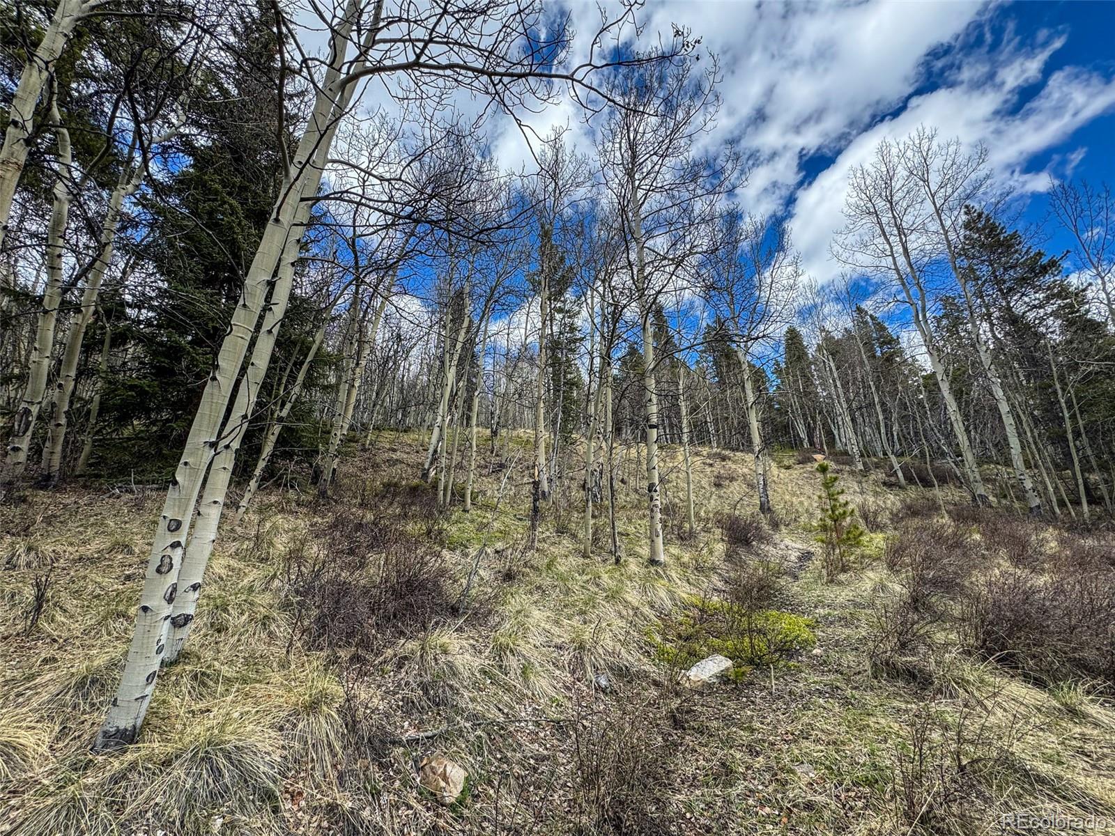Buckeye Gulch Road Leadville CO 80461