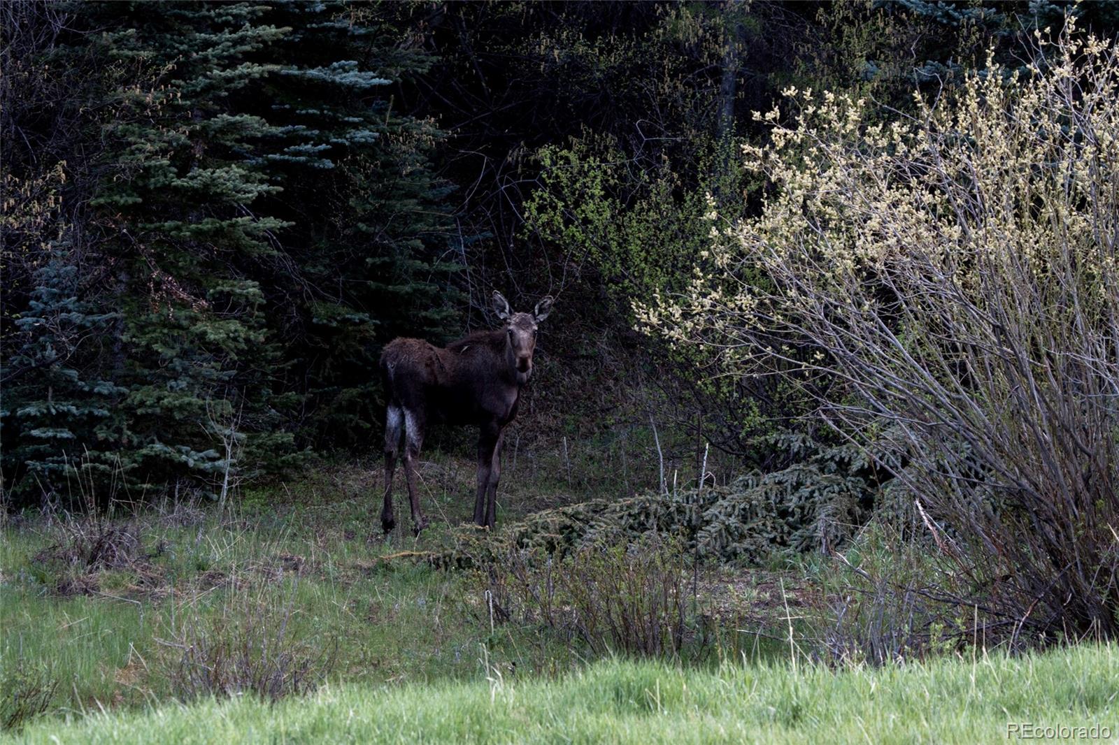 Upper Bear Creek Road Evergreen CO 80439
