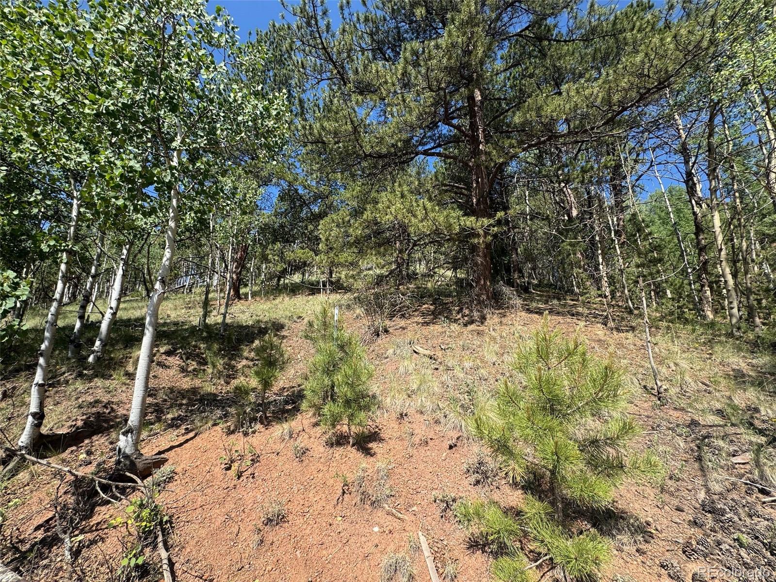 281 Pikes Peak Drive Divide CO 80814