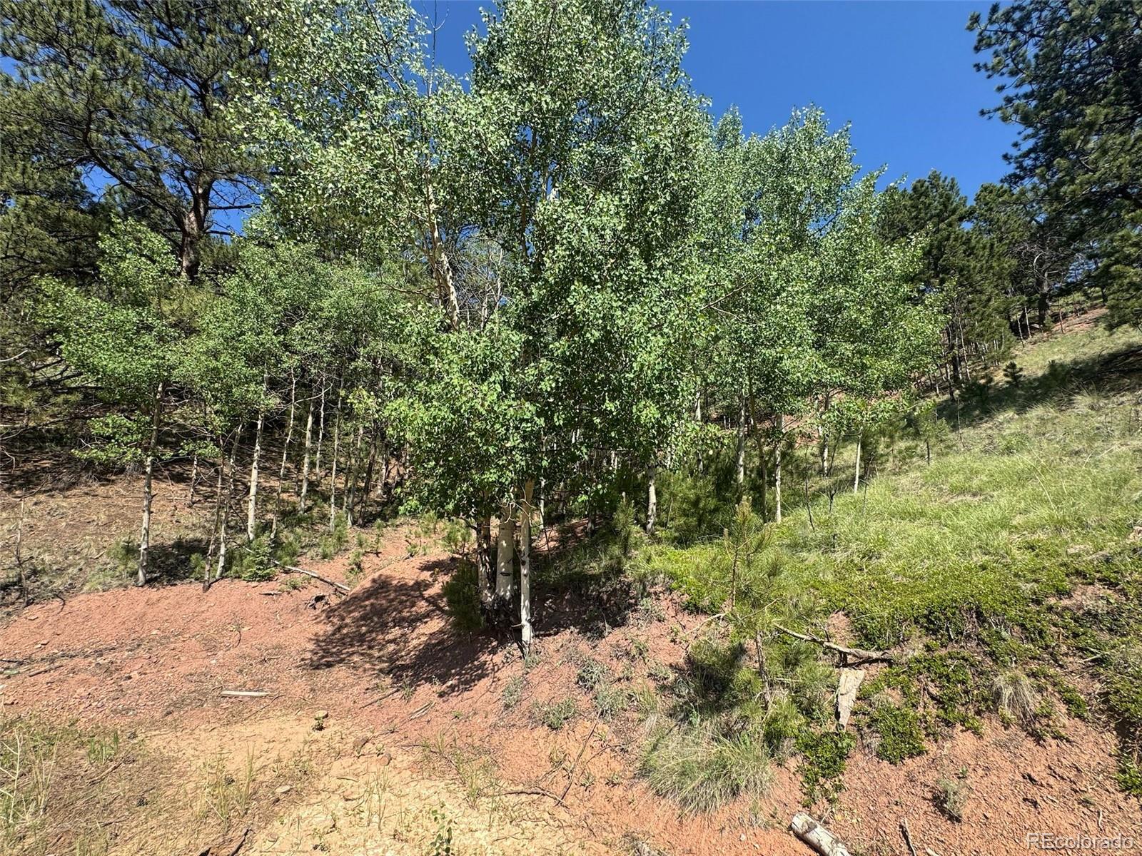 281 Pikes Peak Drive Divide CO 80814