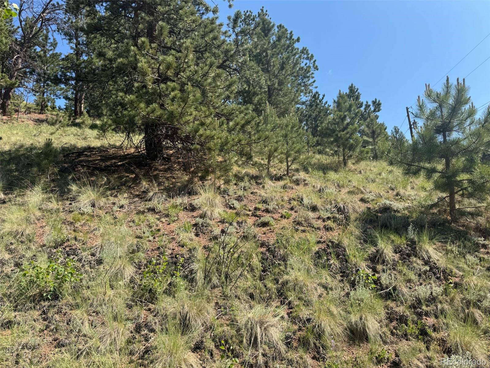 281 Pikes Peak Drive Divide CO 80814
