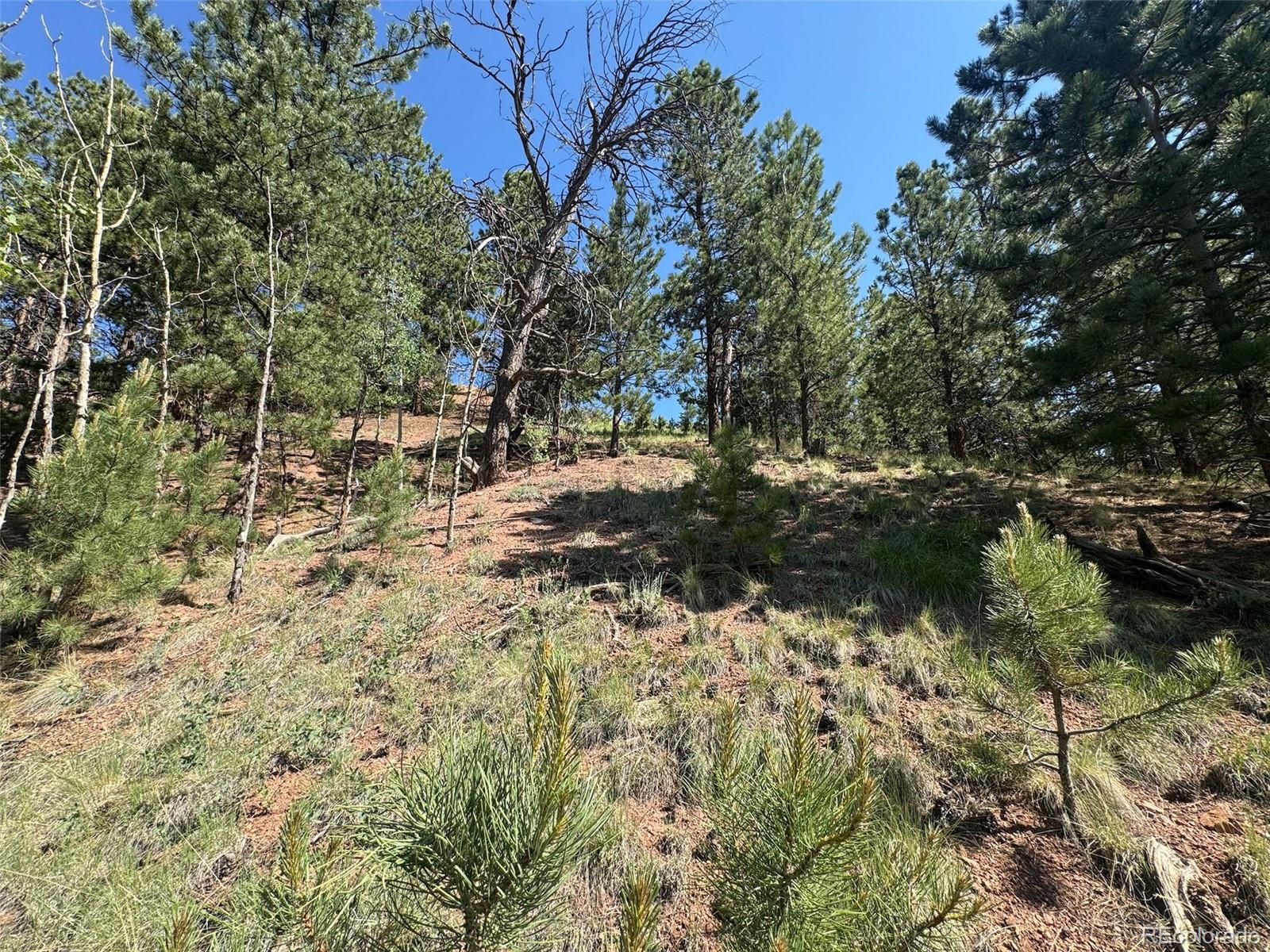 281 Pikes Peak Drive Divide CO 80814