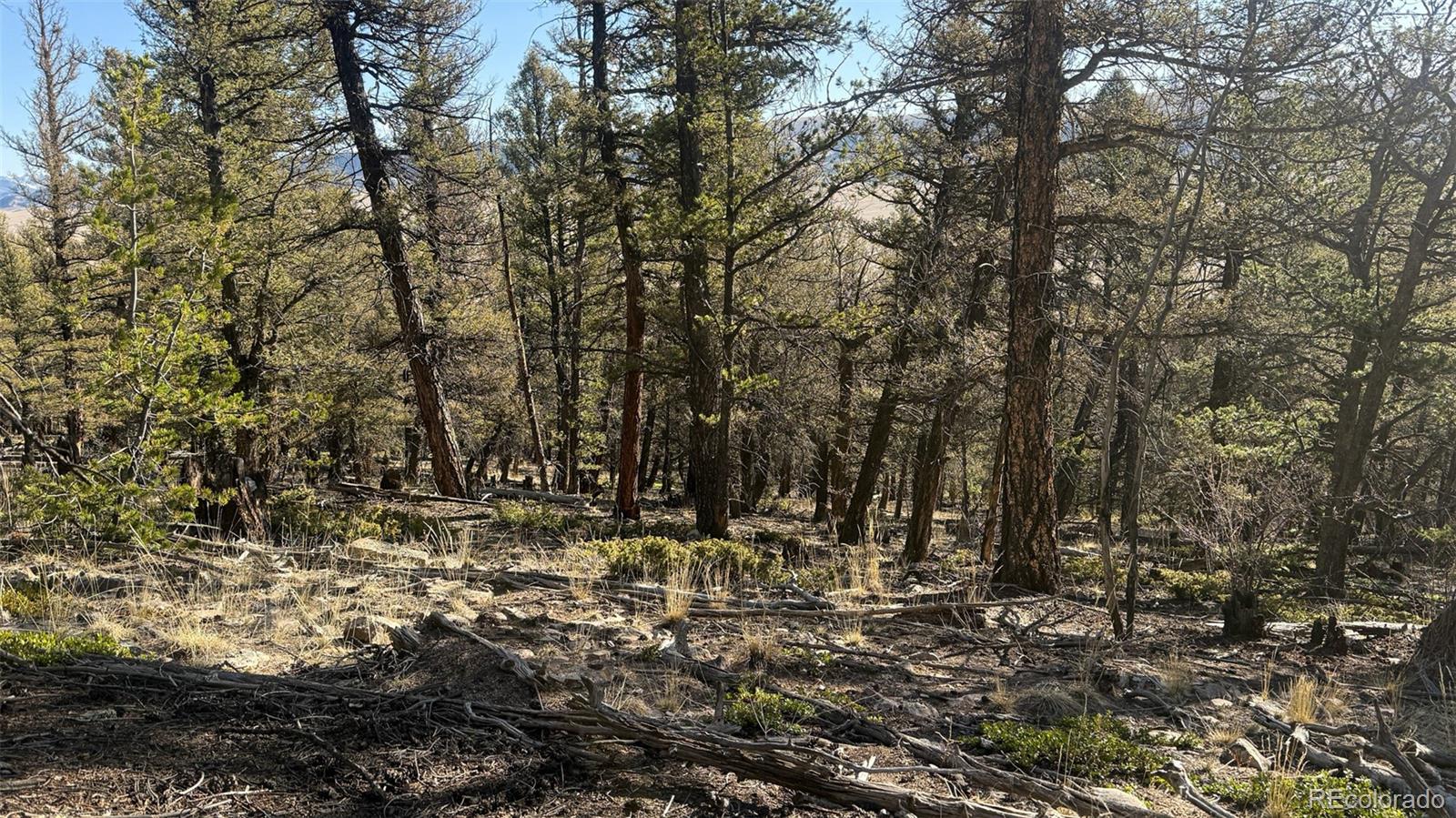 3132 Middle Fork Vista Fairplay CO 80440