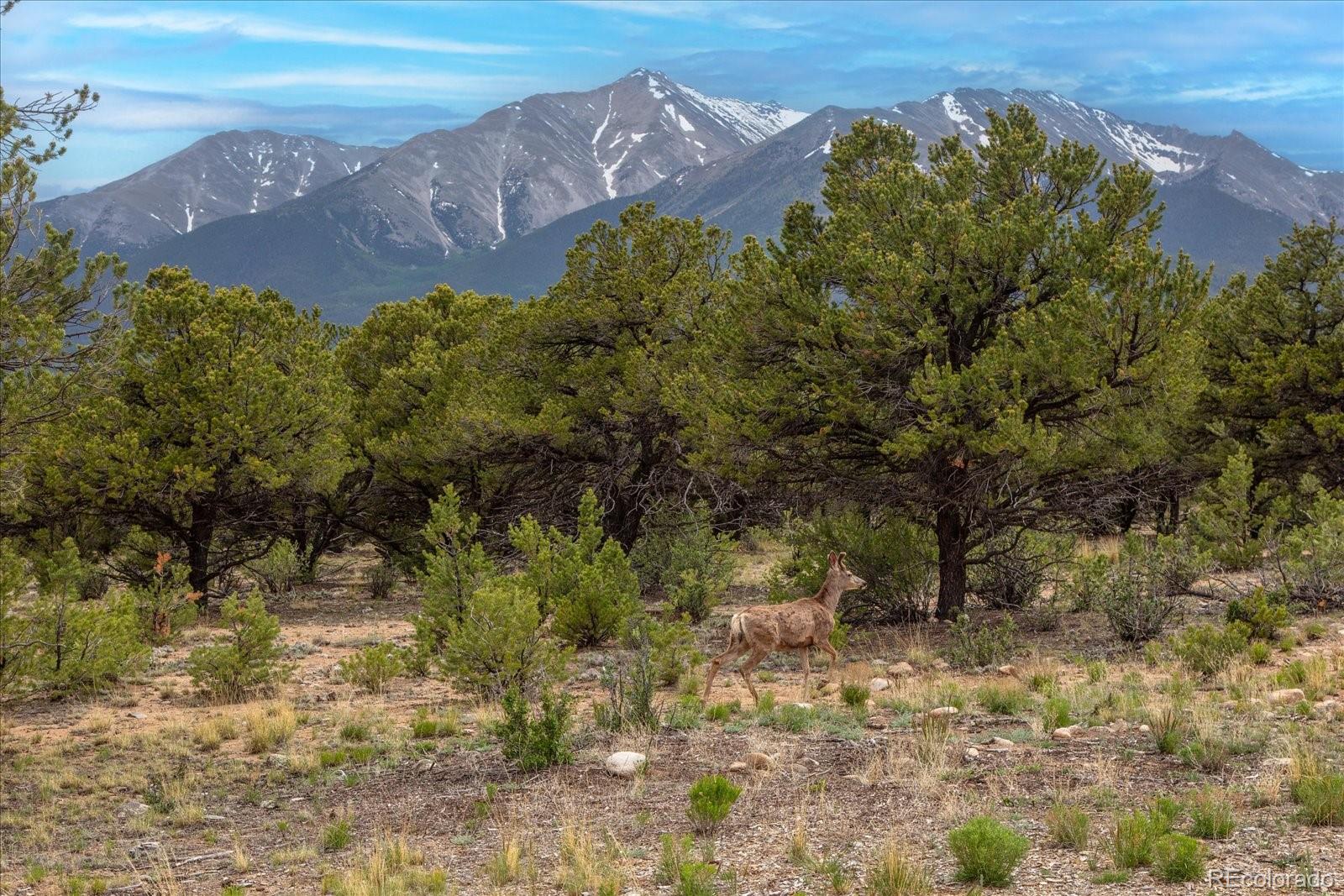 29258 Sage Lane Buena Vista CO 81211