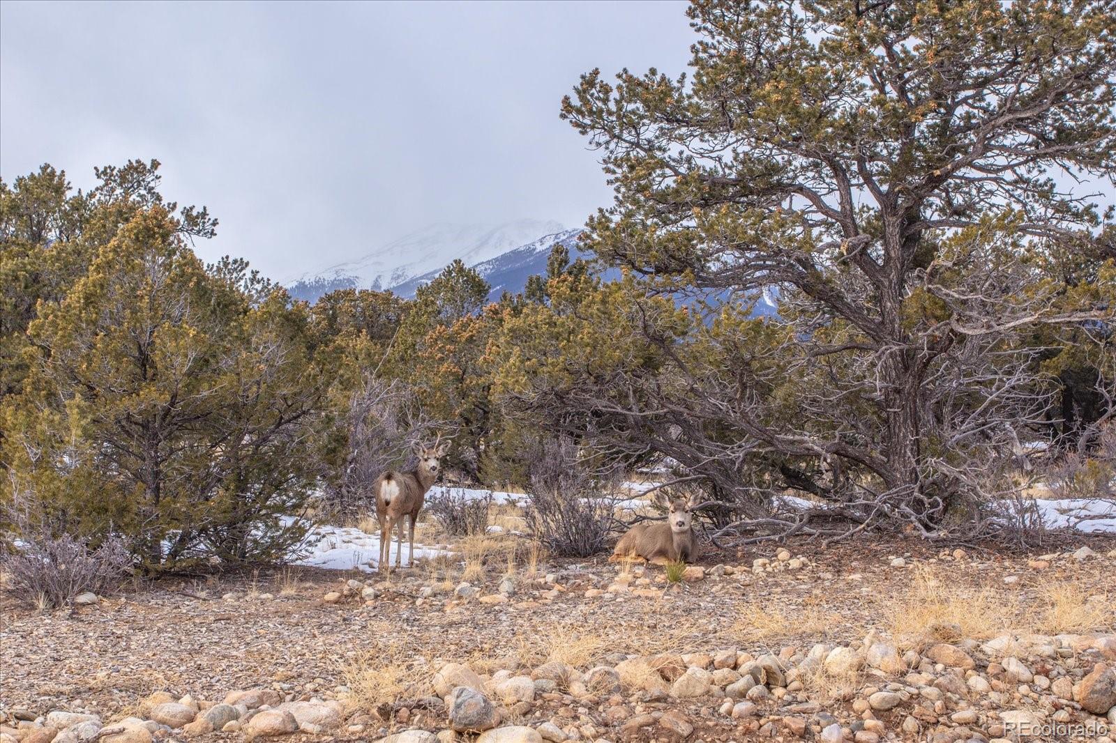 29258 Sage Lane Buena Vista CO 81211