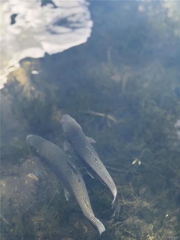 17566 Trout Circle Buena Vista CO 81211