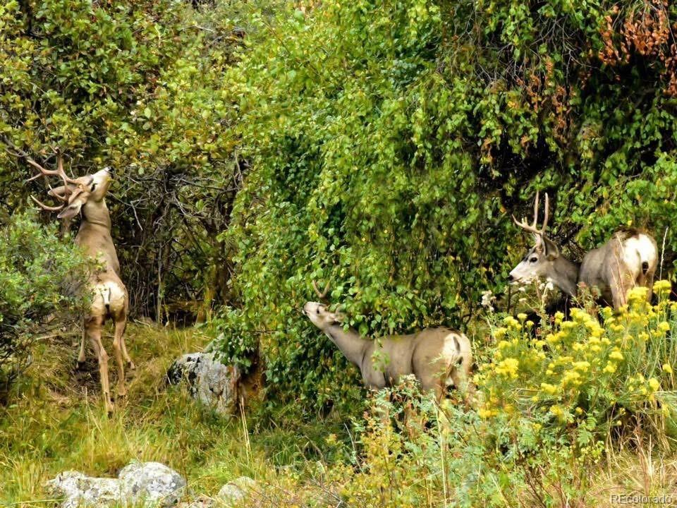 9316 Tawny Lynx Road Loveland CO 80538