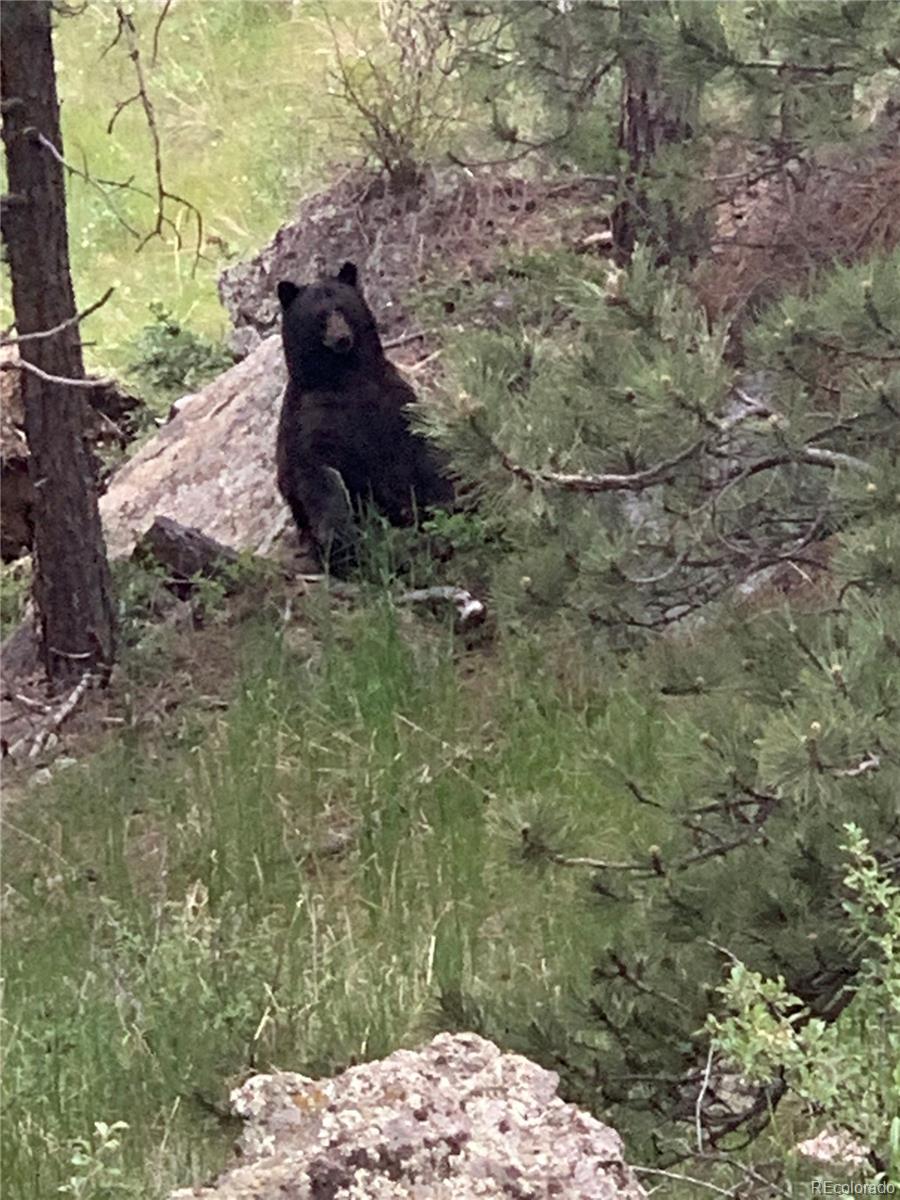 9316 Tawny Lynx Road Loveland CO 80538