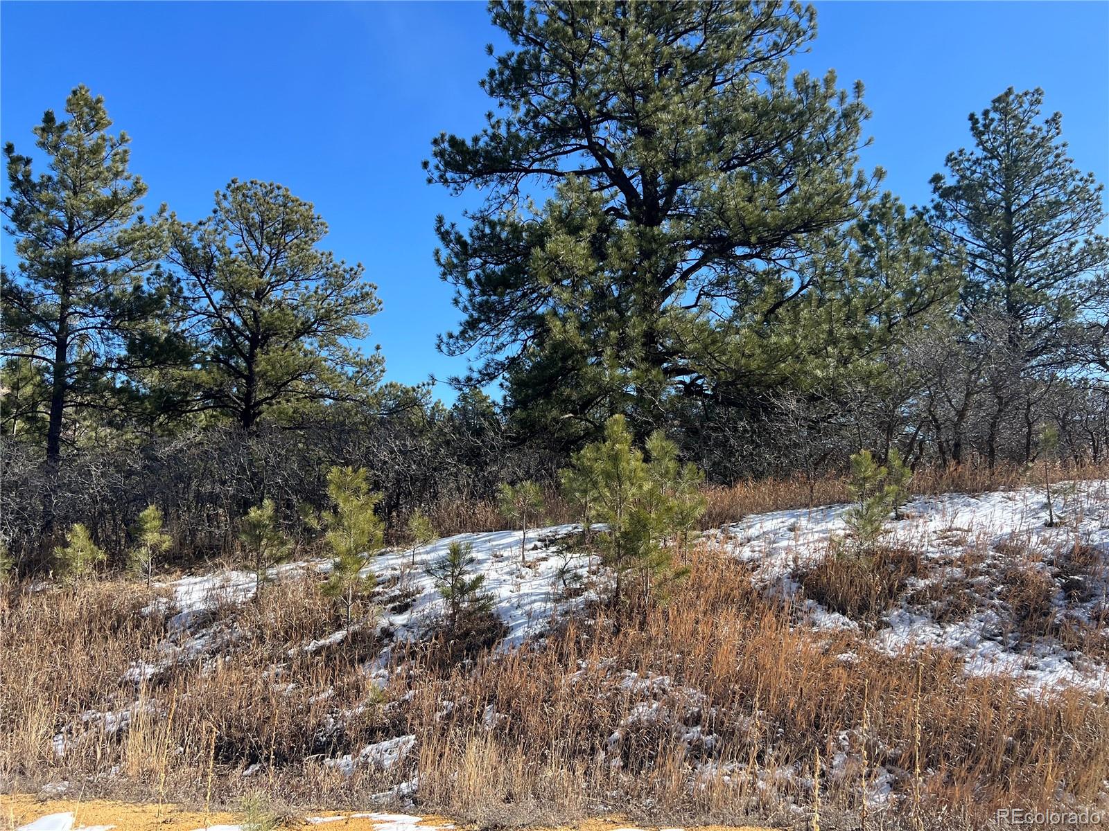 6764 Yampa Drive Larkspur CO 80118