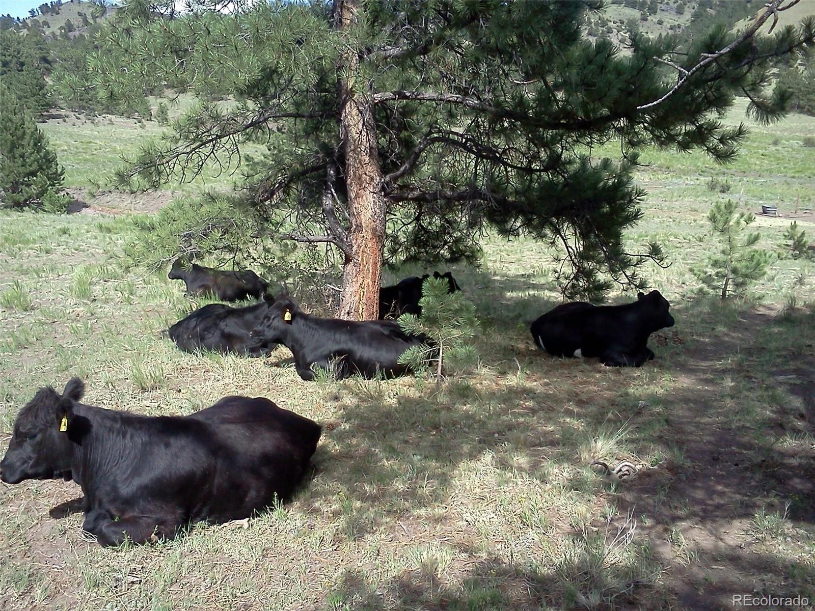 Tbd Post Road Guffey CO 80820