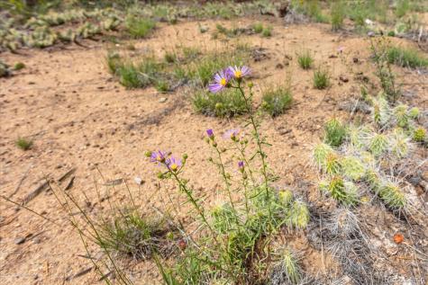 30224 N Us Highway 24 Buena Vista CO 81211