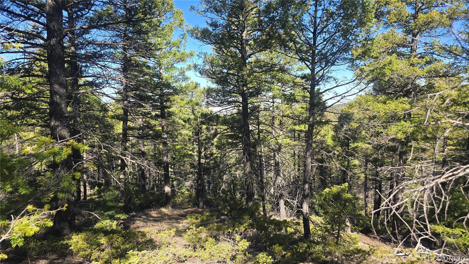 Lot 6034 Wood Road San Luis CO 81152