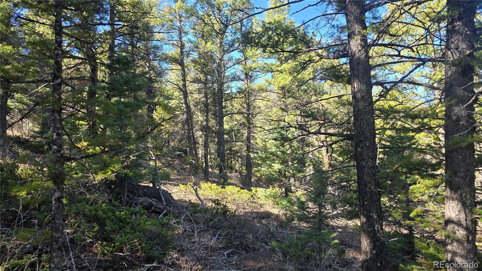Lot 6034 Wood Road San Luis CO 81152