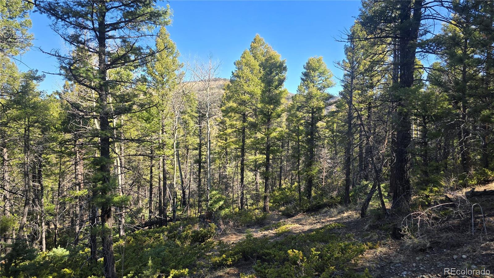 Lot 6034 Wood Road San Luis CO 81152