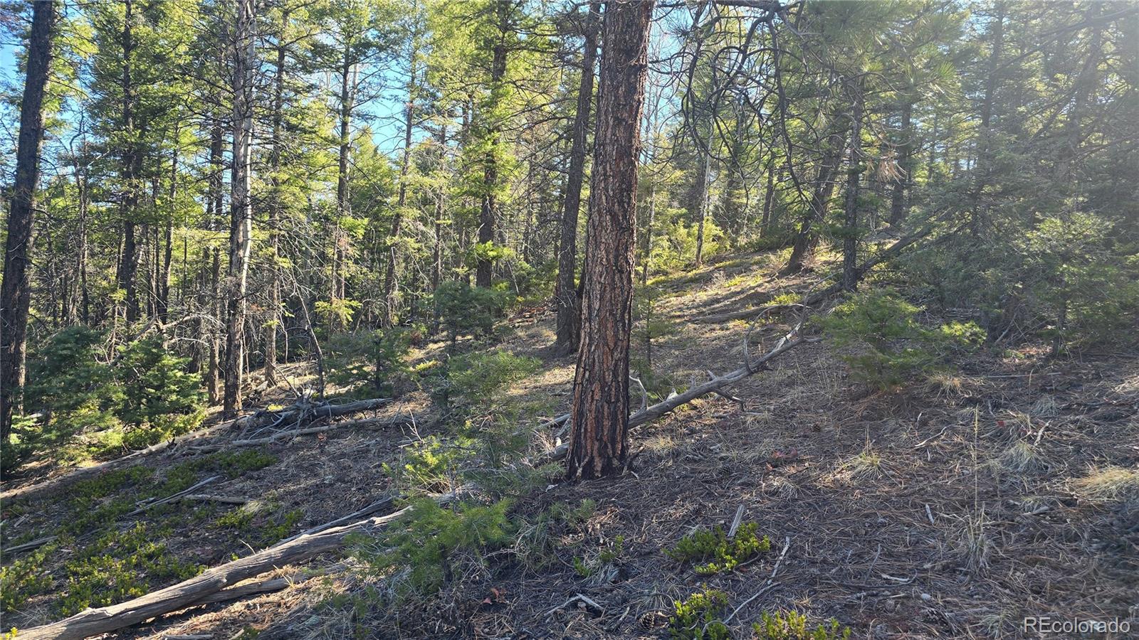 Lot 6034 Wood Road San Luis CO 81152