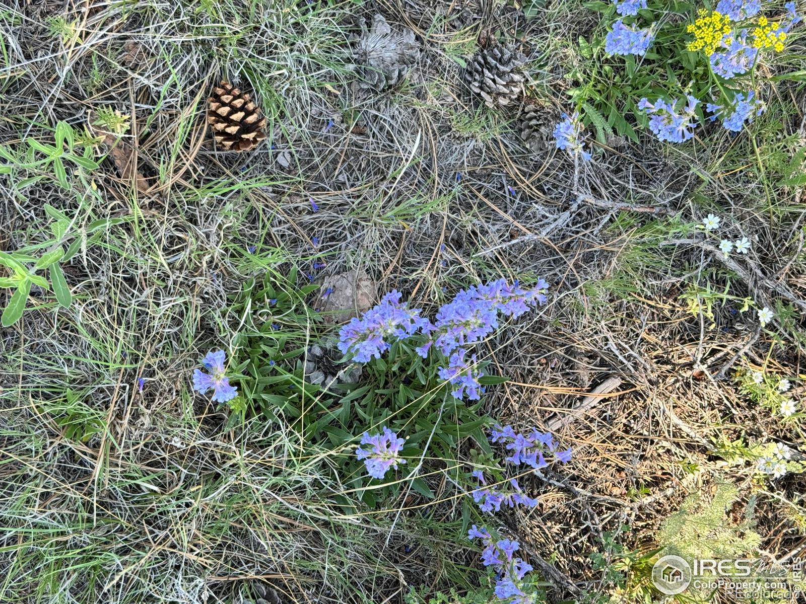 62 White Slide Mountain Court Livermore CO 80536