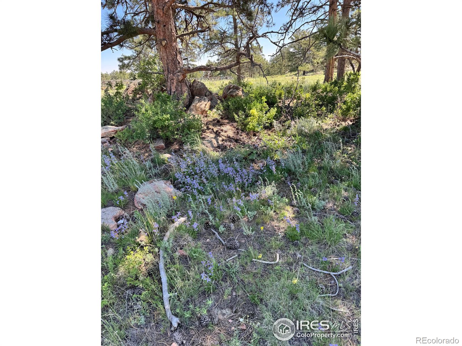 62 White Slide Mountain Court Livermore CO 80536