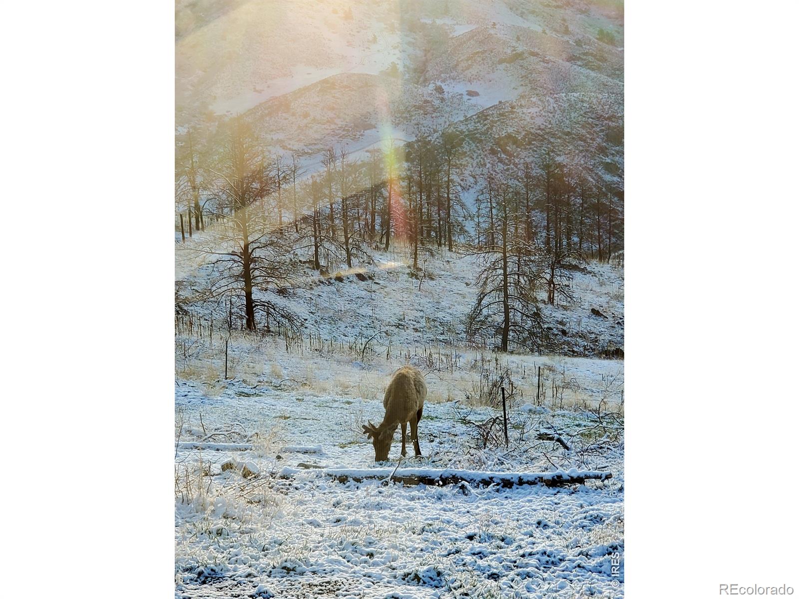 957 Stringtown Gulch Road Bellvue CO 80512