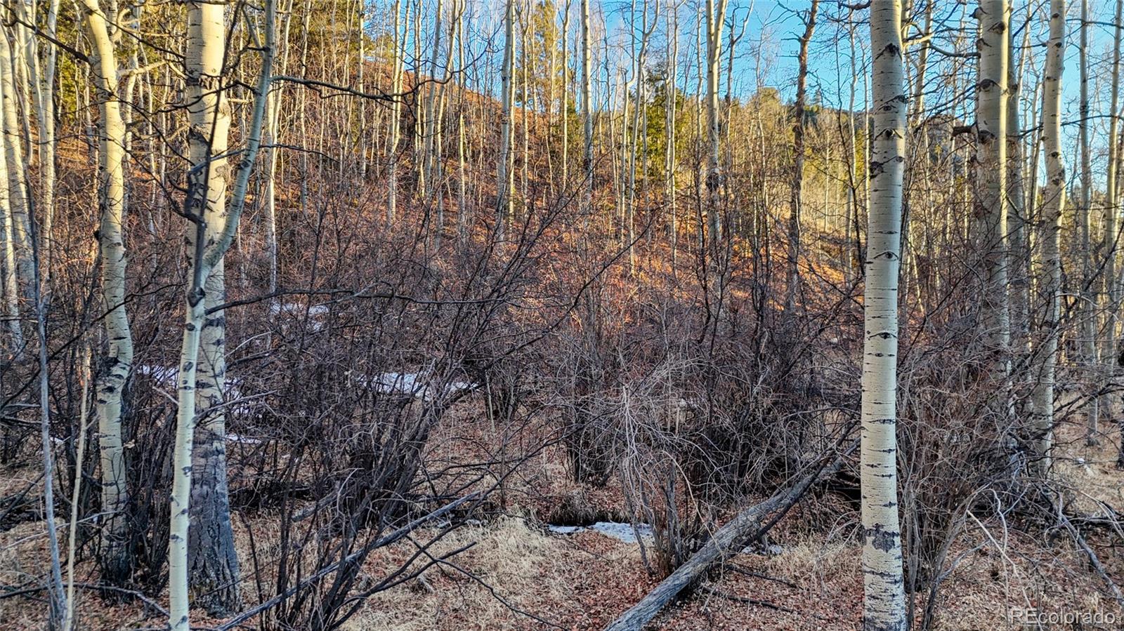 524 Buckhorn Road Cripple Creek CO 80813