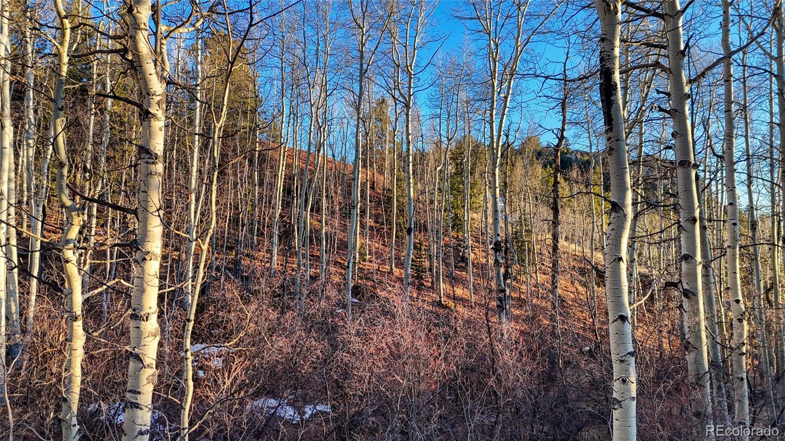 524 Buckhorn Road Cripple Creek CO 80813