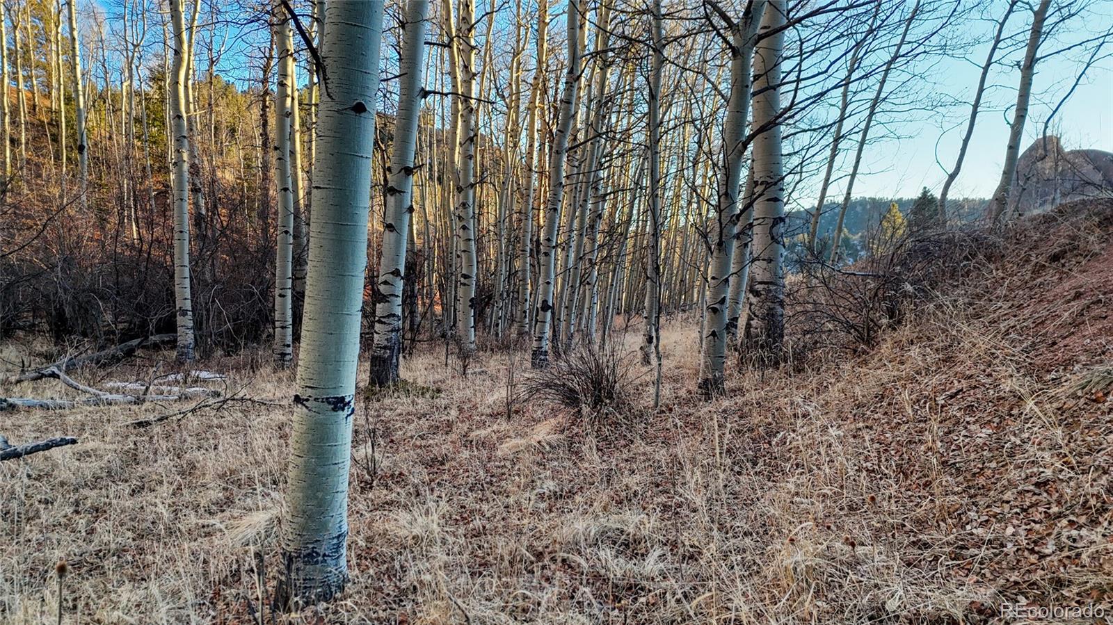 524 Buckhorn Road Cripple Creek CO 80813