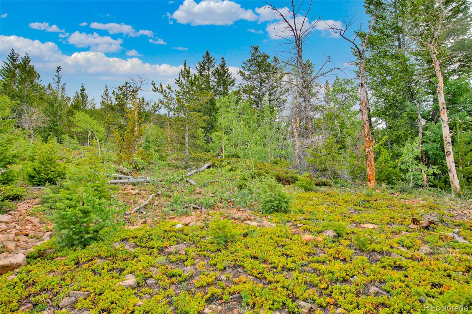 751 Lamb Mountain Road Fairplay CO 80440