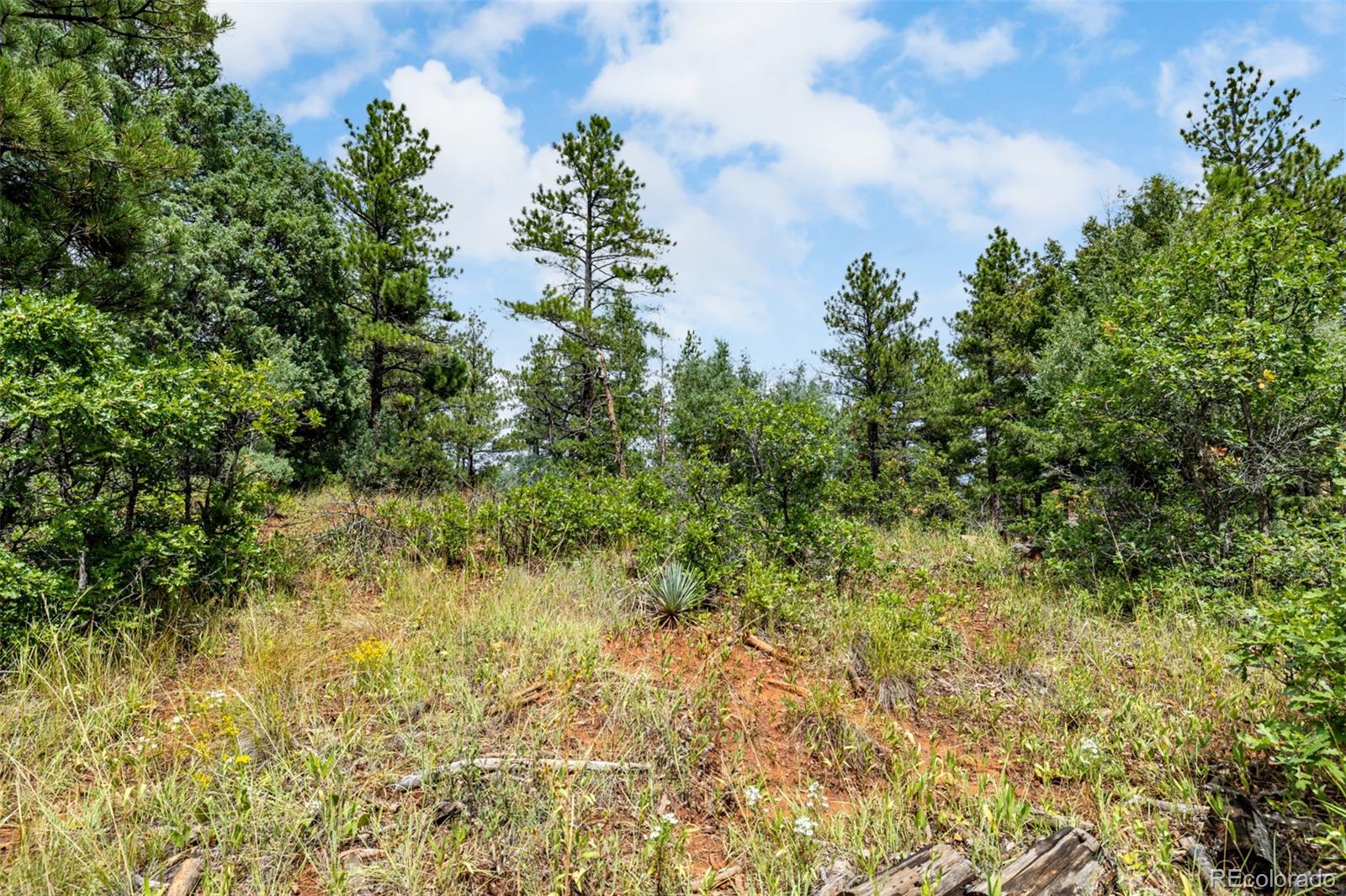 8160 Bannock Drive Larkspur CO 80118