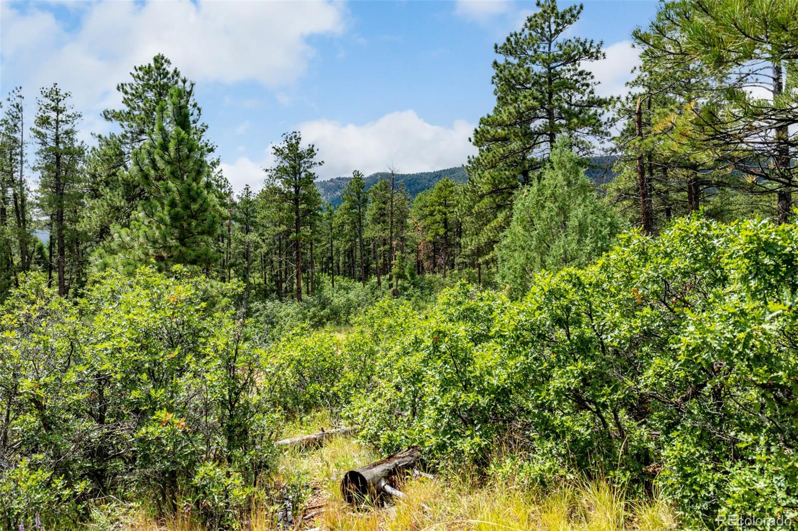 8160 Bannock Drive Larkspur CO 80118