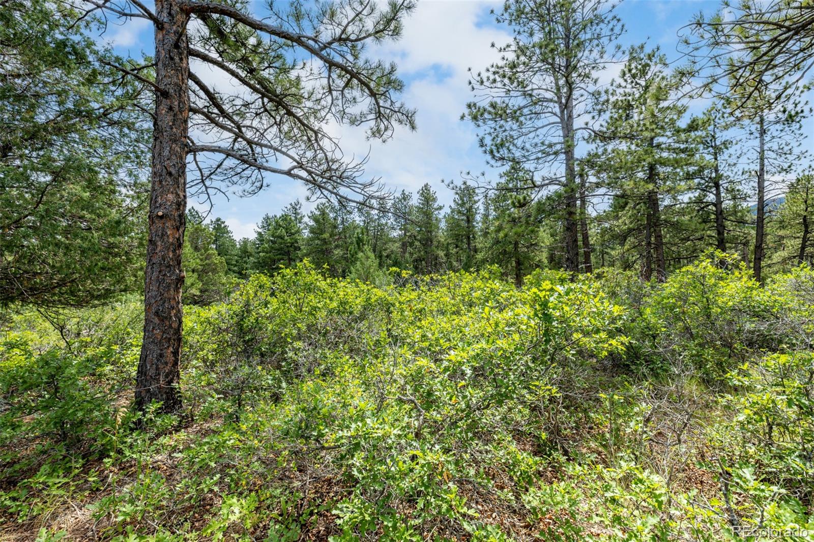 8160 Bannock Drive Larkspur CO 80118