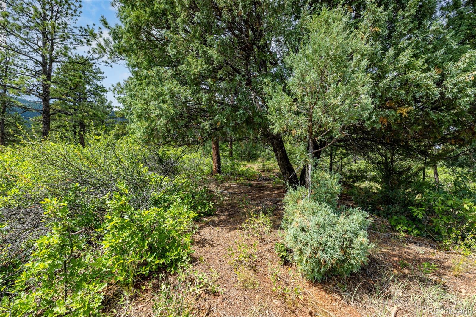 8160 Bannock Drive Larkspur CO 80118