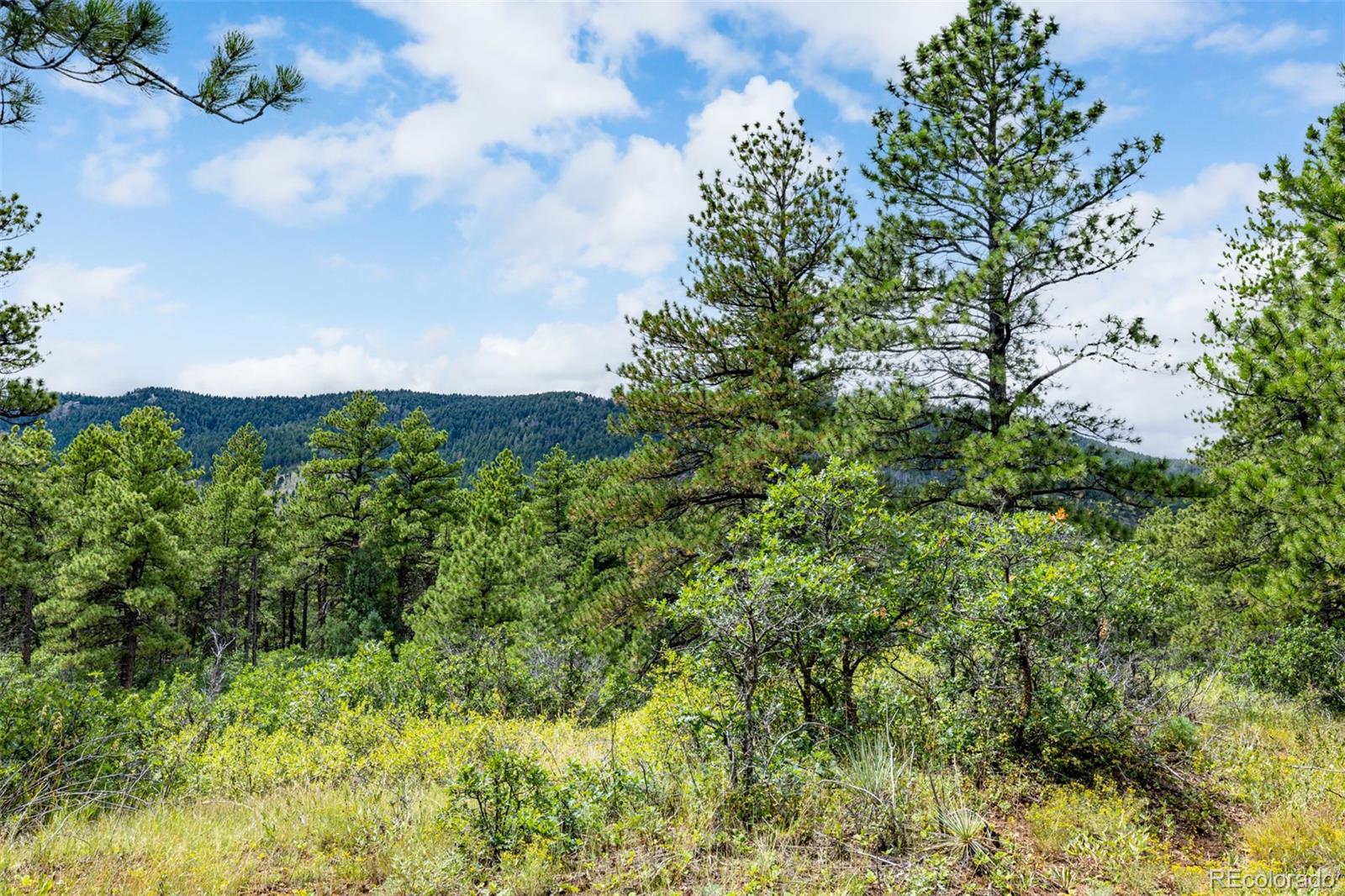 8160 Bannock Drive Larkspur CO 80118