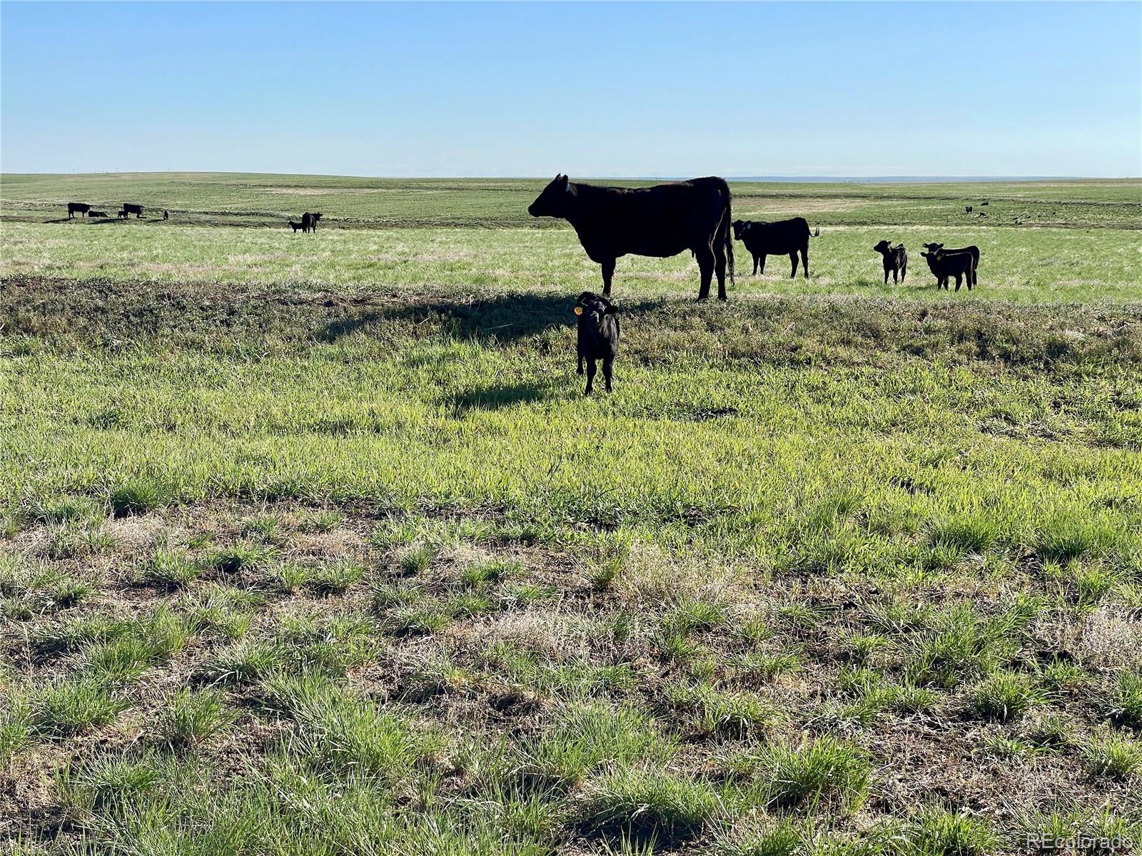 9 County Road 166 Deer Trail CO 80105