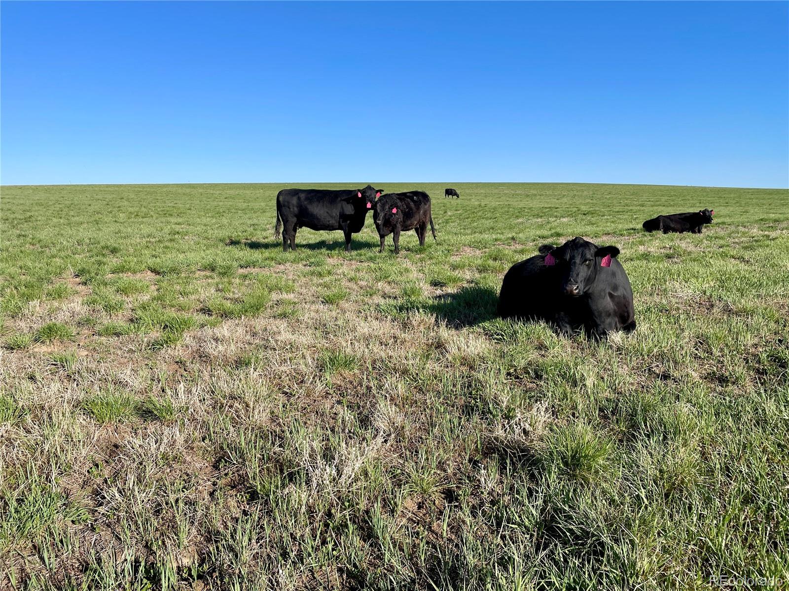 9 County Road 166 Deer Trail CO 80105