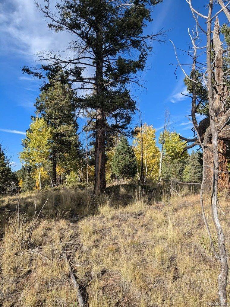 303 Viewcrest Way Florissant CO 80816