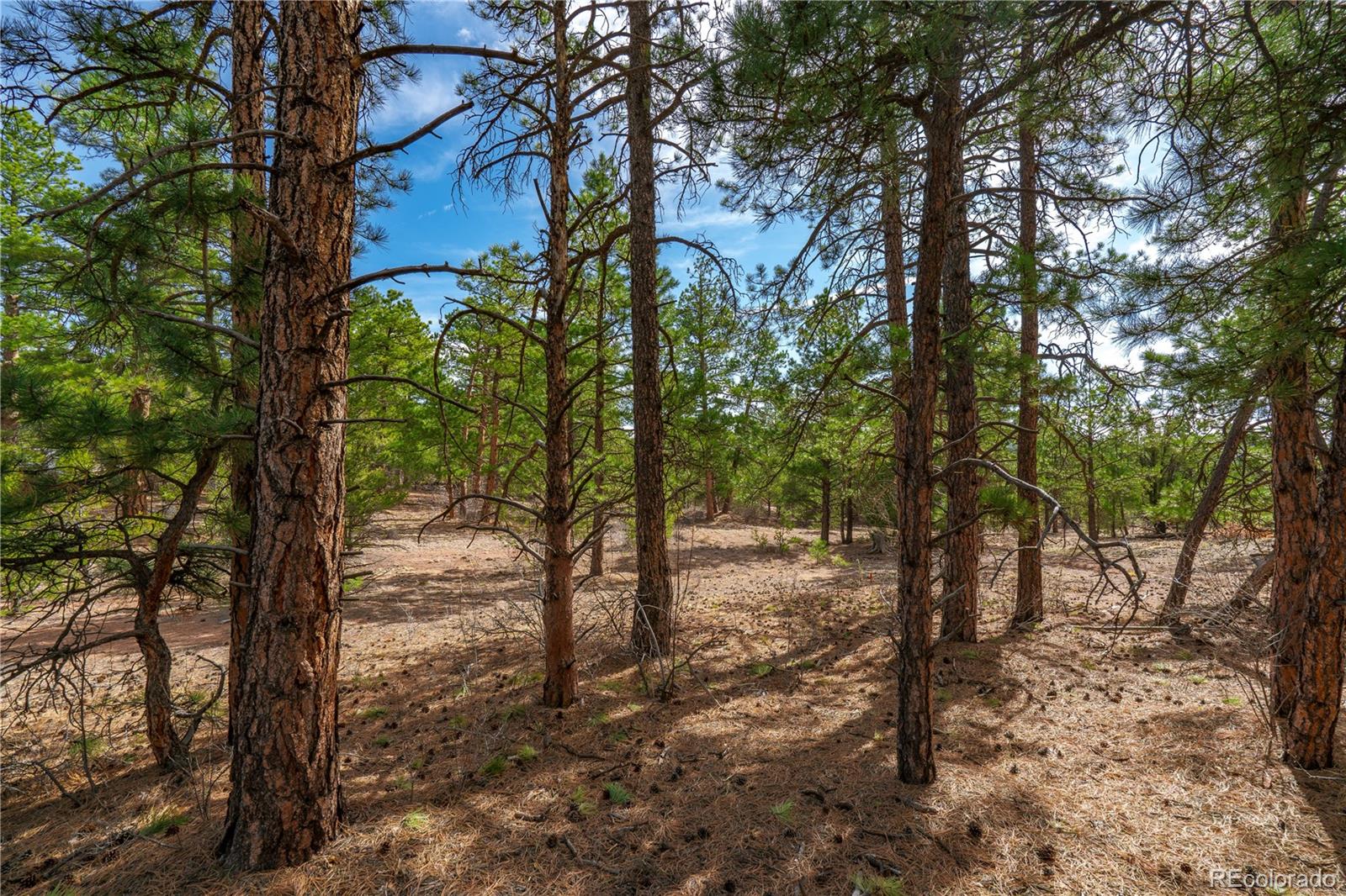 870 Oak Drive Westcliffe CO 81252
