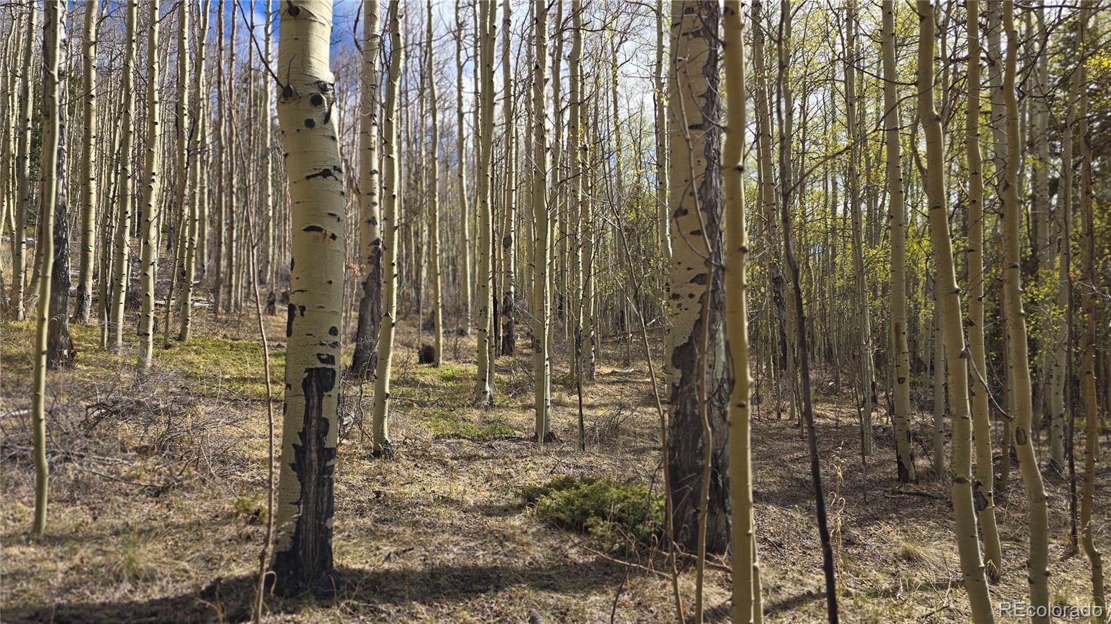 Lot 5902 Slegers Road Fort Garland CO 81133