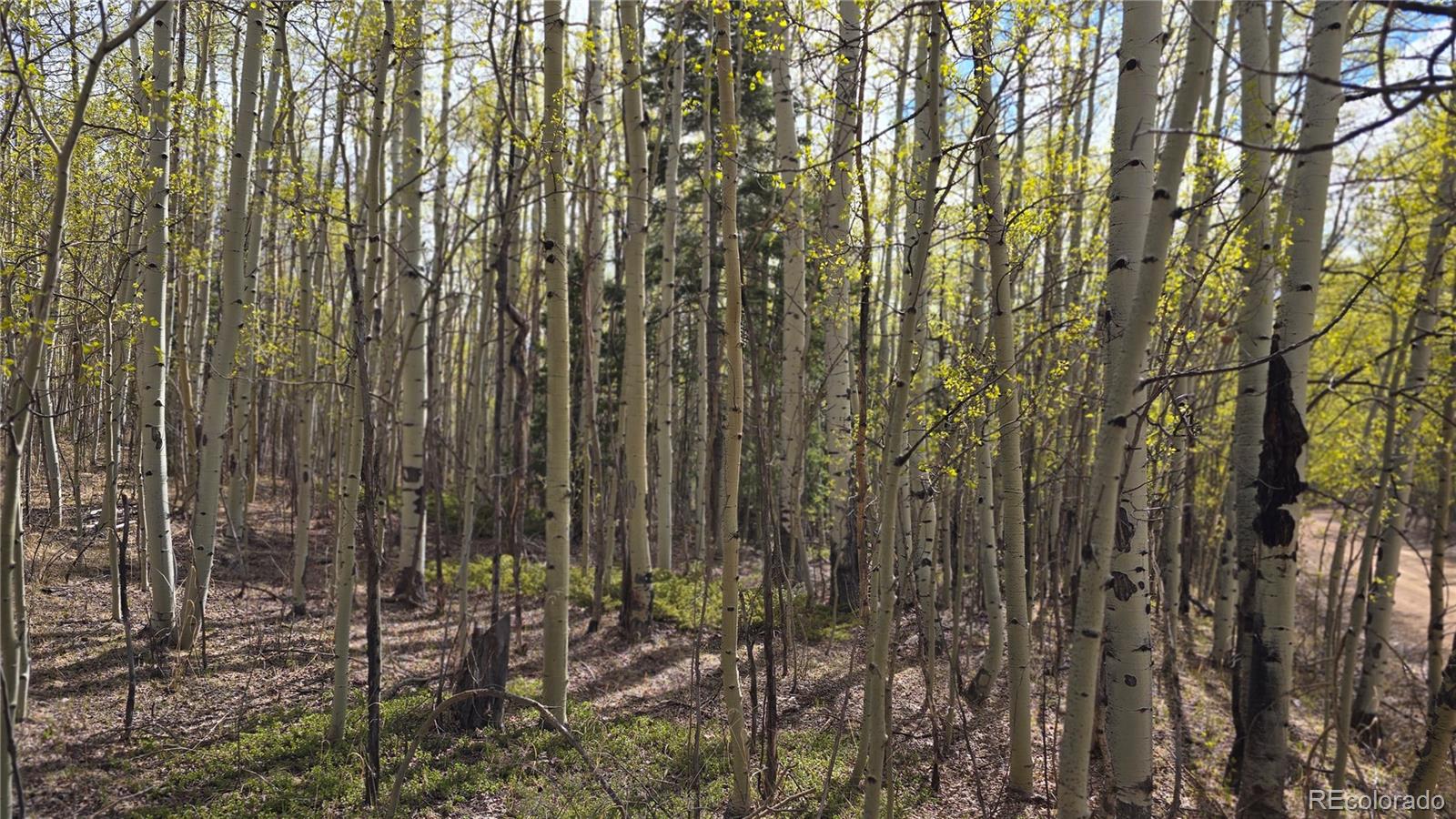 Lot 5902 Slegers Road Fort Garland CO 81133