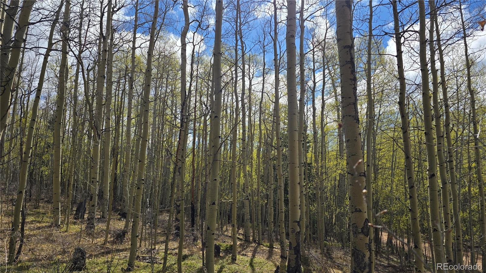Lot 5902 Slegers Road Fort Garland CO 81133