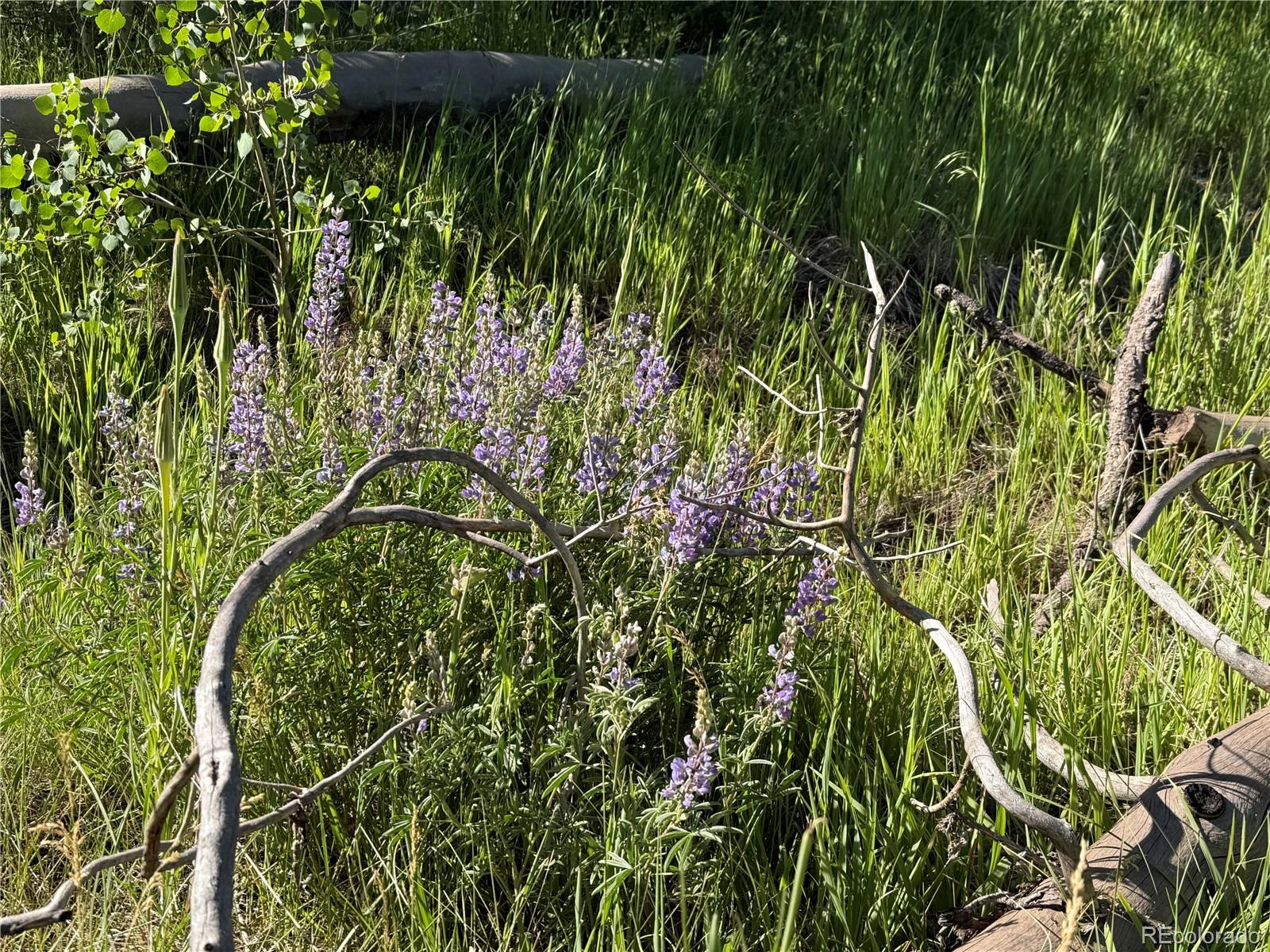 Lot 775 Forbes Park Road Fort Garland CO 81133
