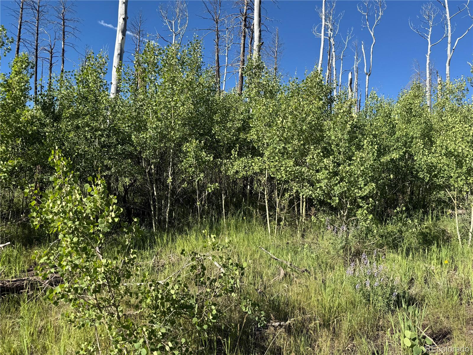 Lot 775 Forbes Park Road Fort Garland CO 81133