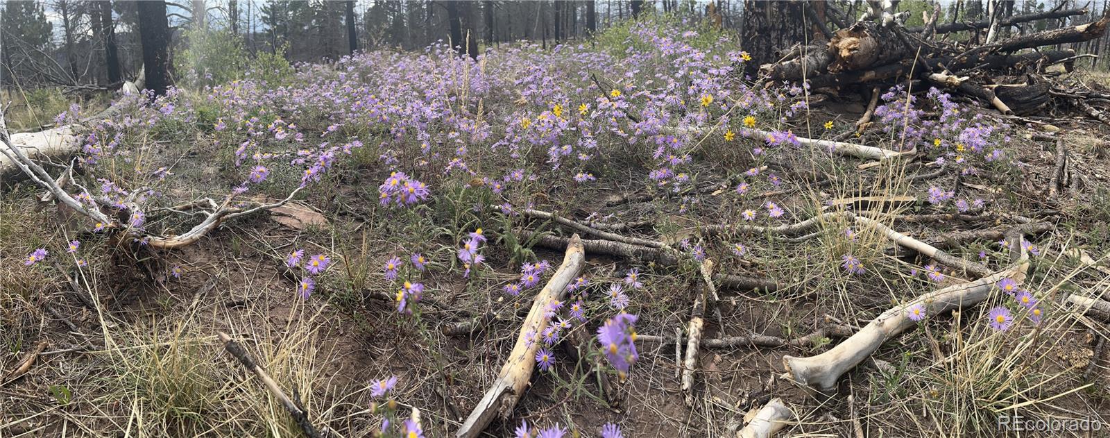 Lot 542 Forbes Park Fort Garland CO 81133