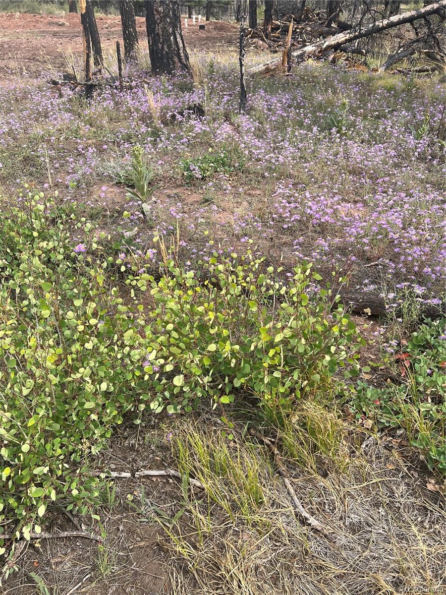 Lot 542 Forbes Park Fort Garland CO 81133