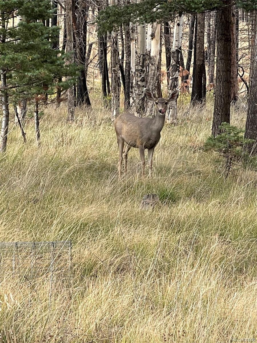 Lot 542 Forbes Park Fort Garland CO 81133