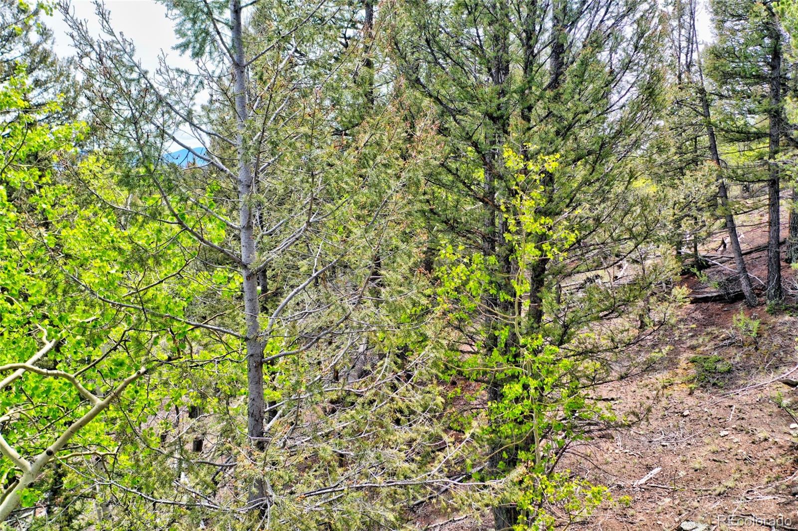 28 Old Squaw Road Jefferson CO 80456