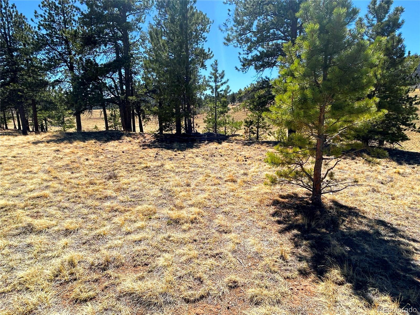 Singletree Road Buena Vista CO 81211