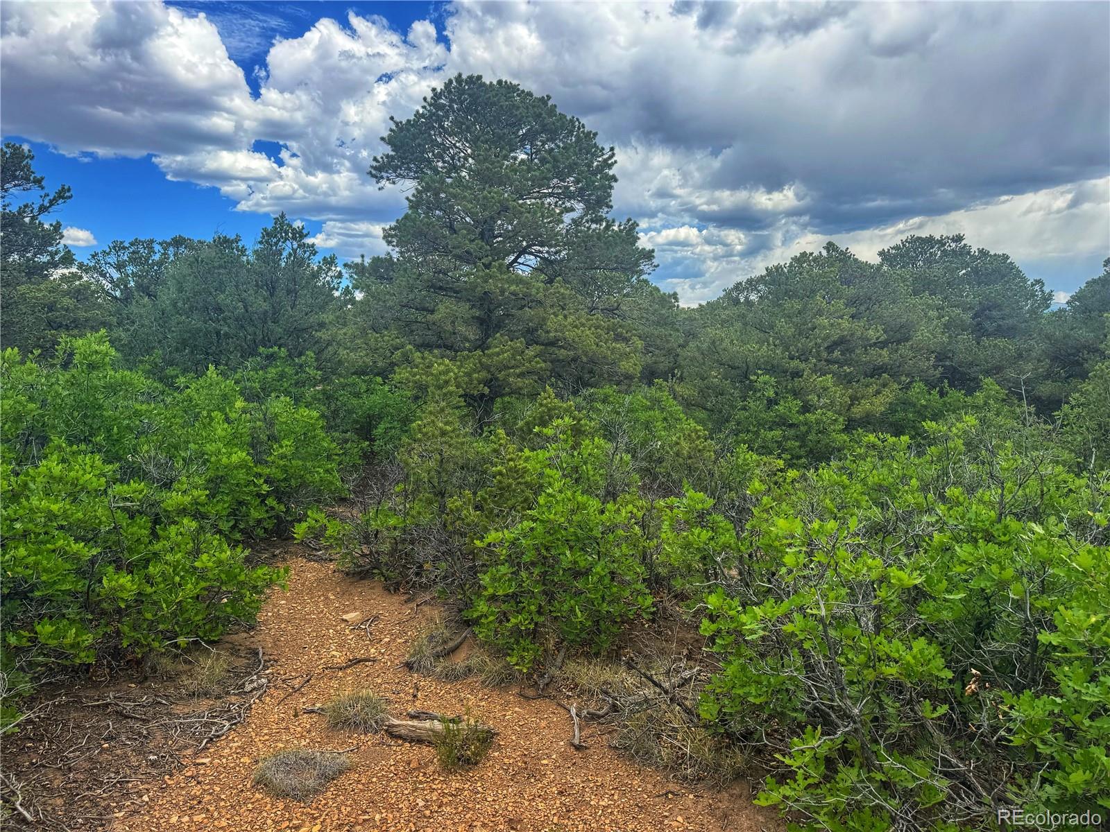 106 Colorado Land & Grazing Walsenburg CO 81089