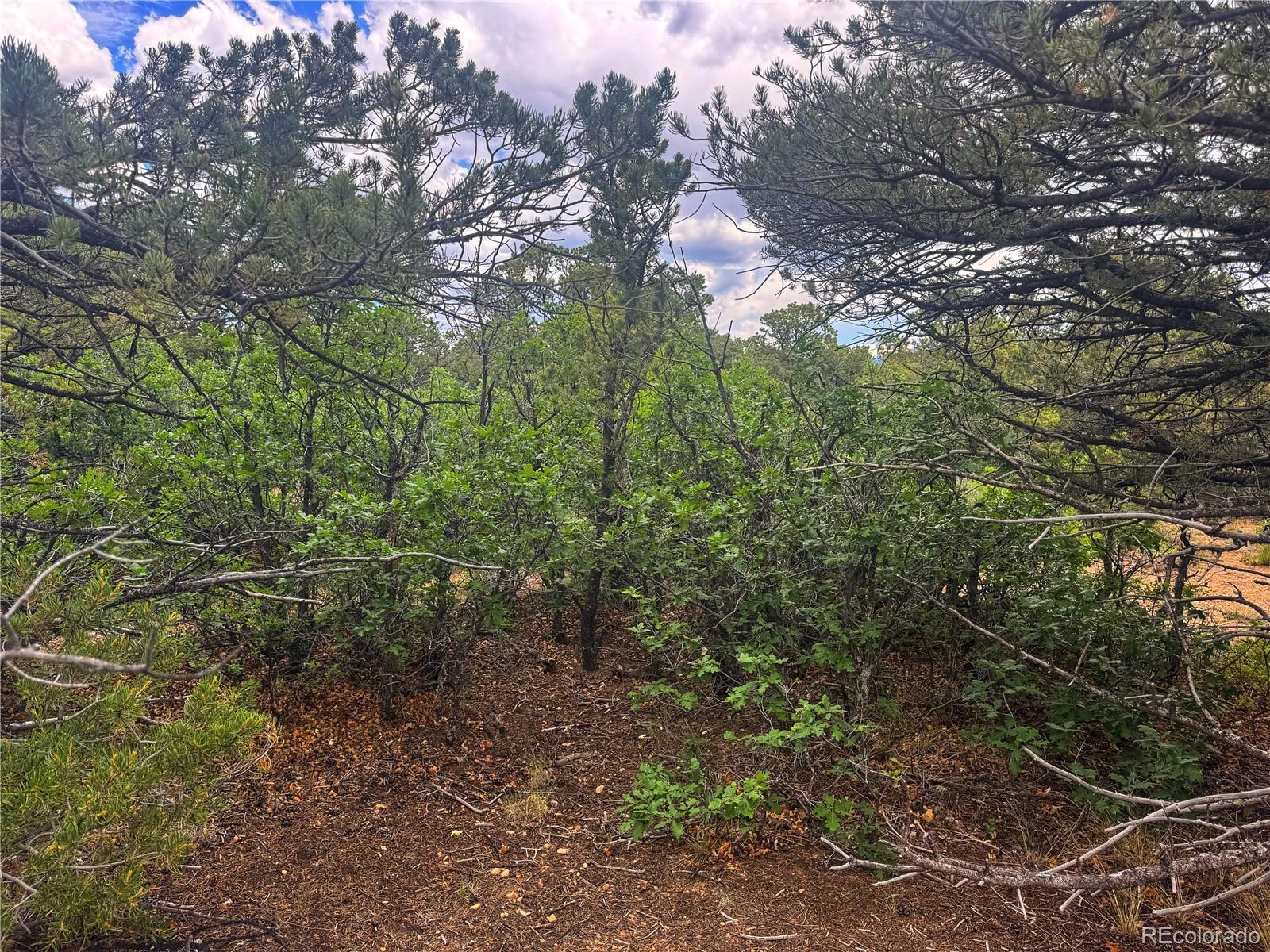 106 Colorado Land & Grazing Walsenburg CO 81089