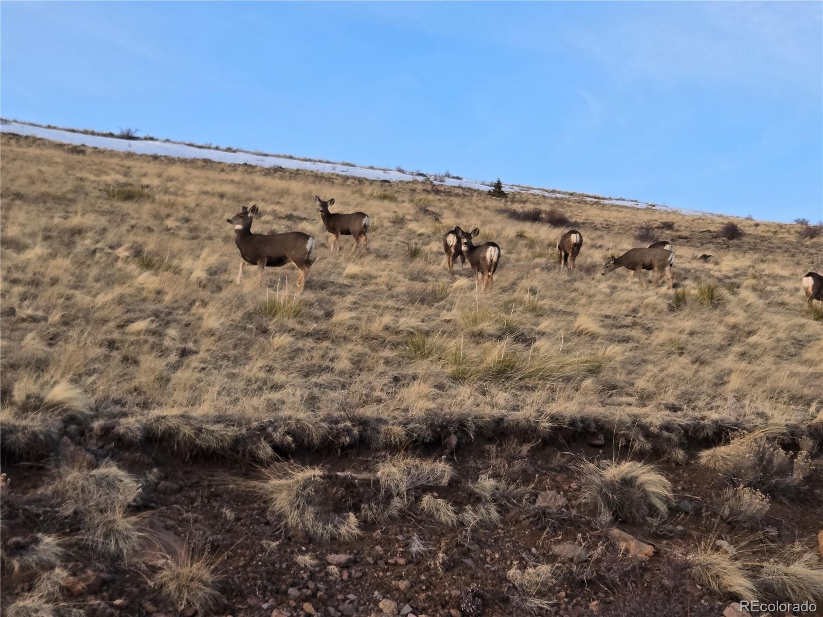 586 Cuesta Drive Cotopaxi CO 81223