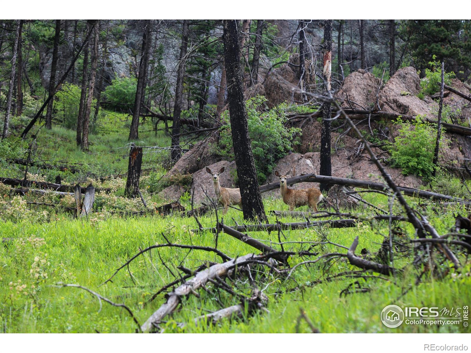 0 Old Flowers Road Bellvue CO 80512